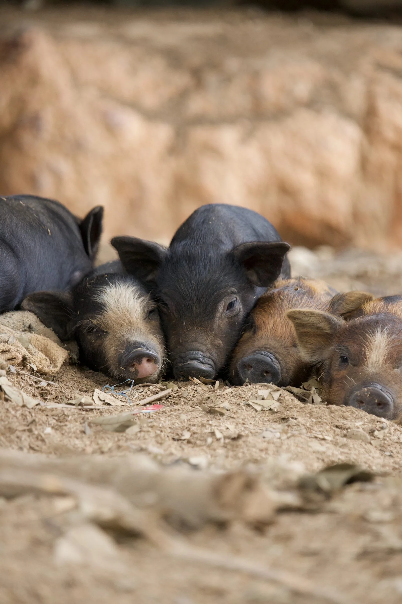Piglets resting together in the village