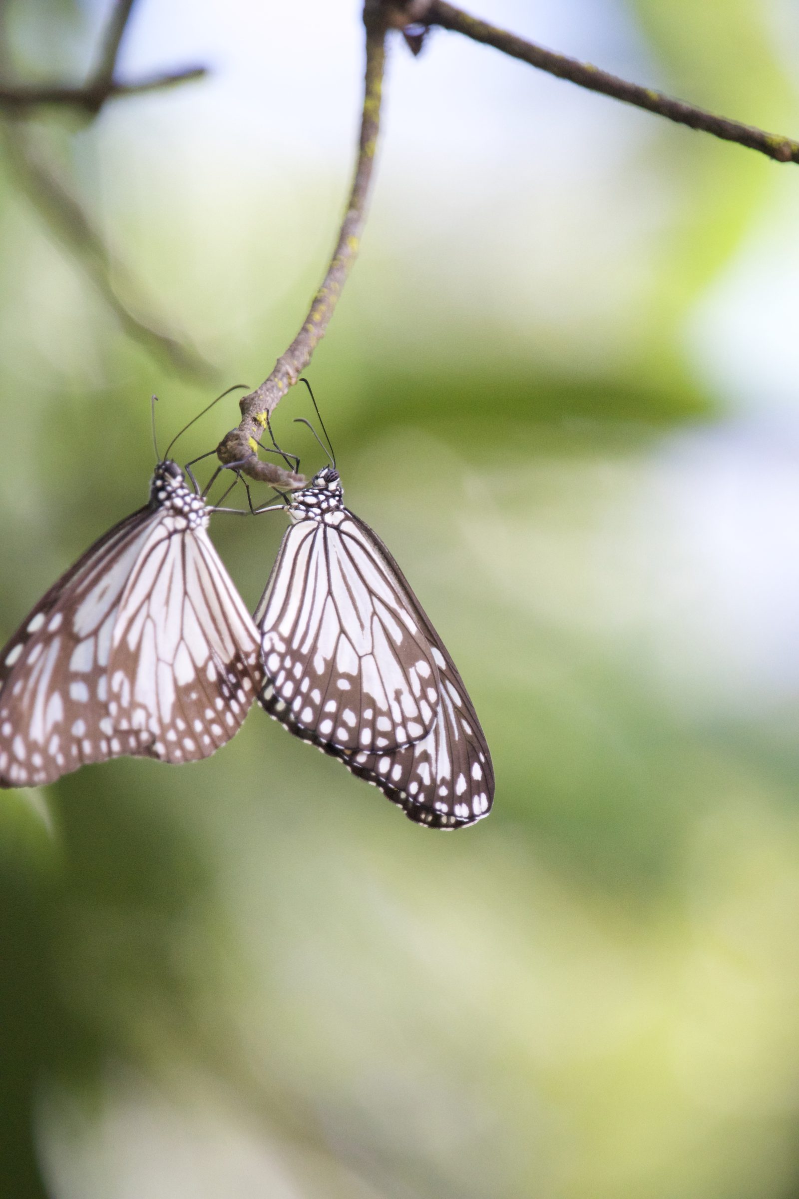 Two butterflies resting on a twig