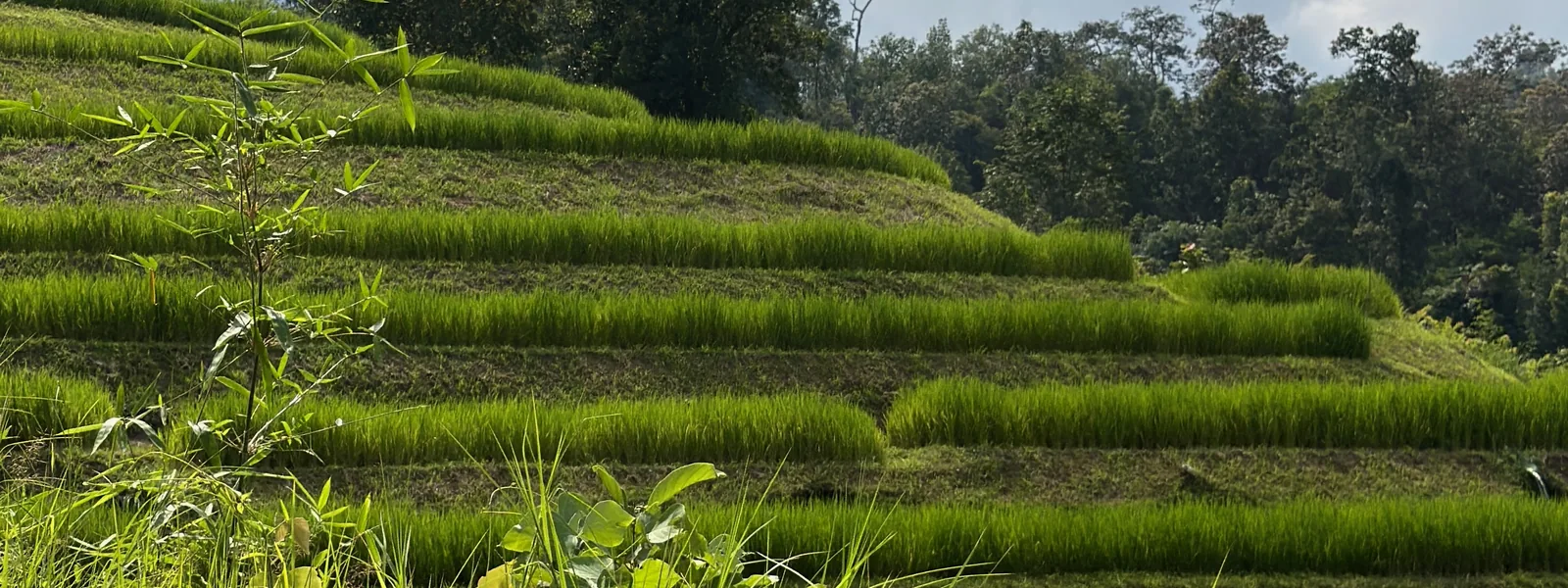 Sunlit green rice terraces rising above the village